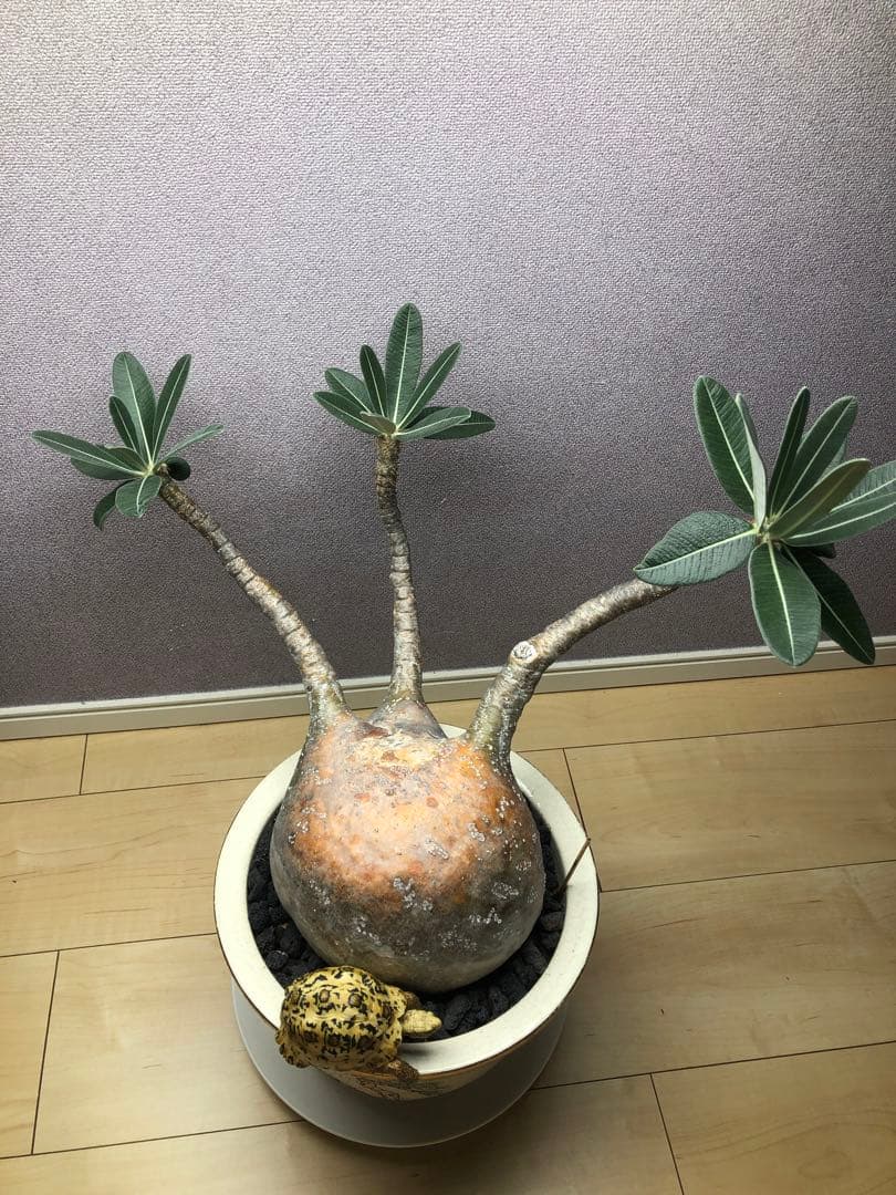 パキポディウム グラキリス