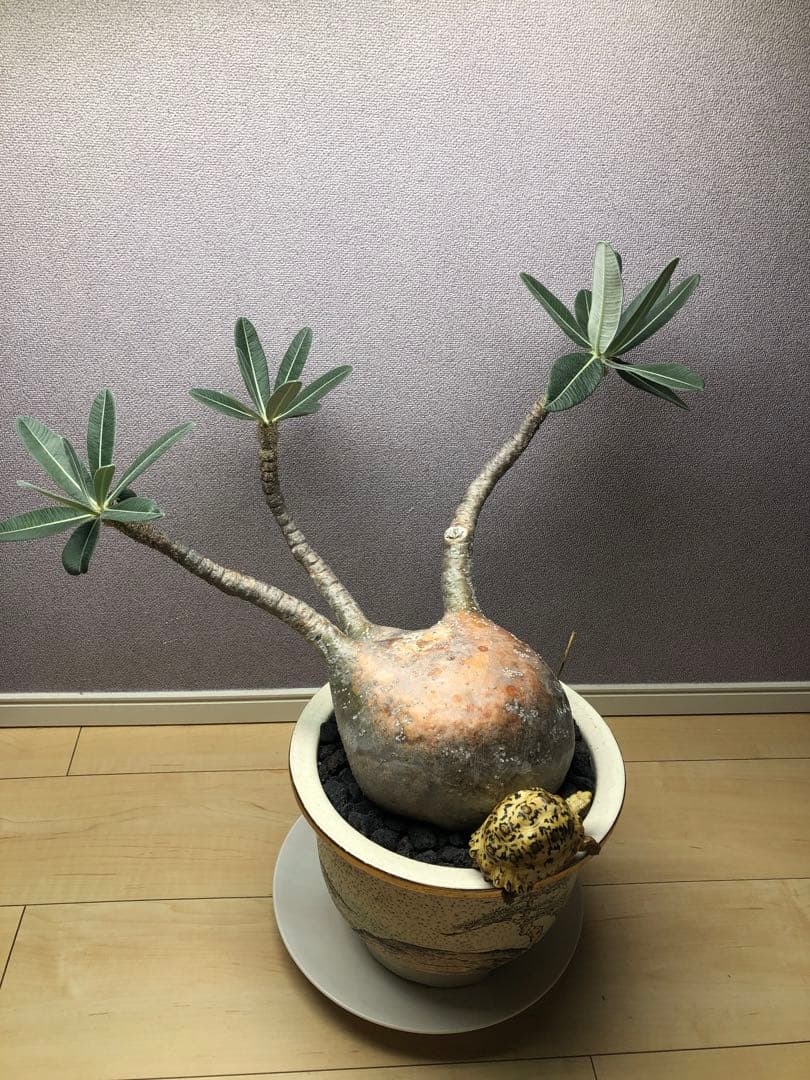 パキポディウム グラキリス