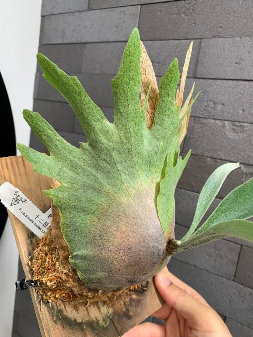 P.lavamoon volcano × yellow moon ビカクシダ