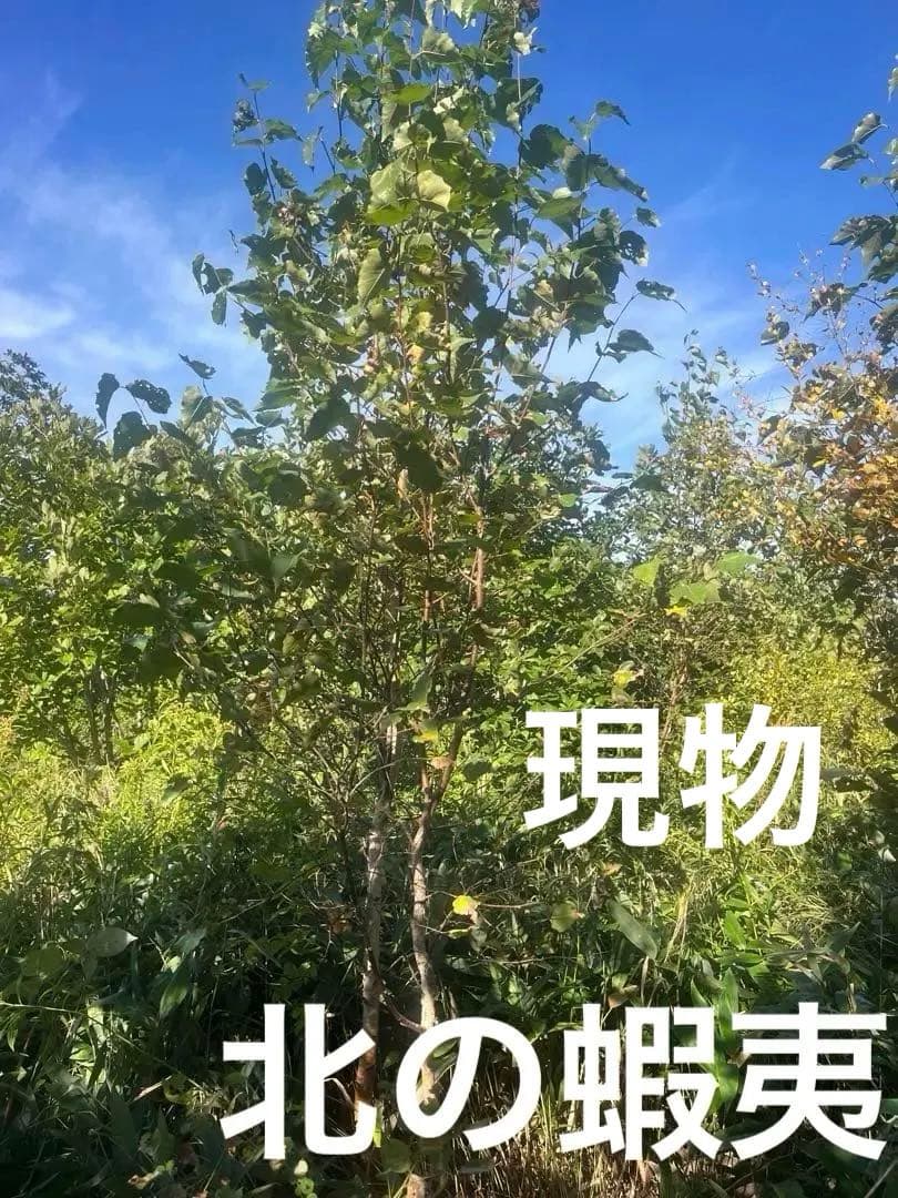 白樺　成木　2メートル以上　小苗10本付　落葉樹 苗木