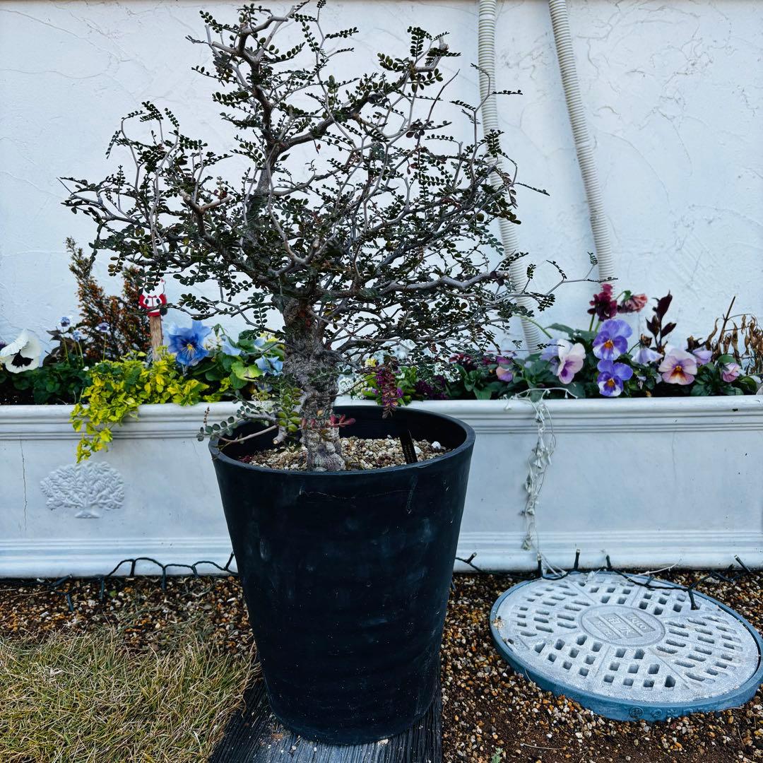 【コレクション株】 大株 実生 オペルクリカリア パキプス 雄株 毎年開花