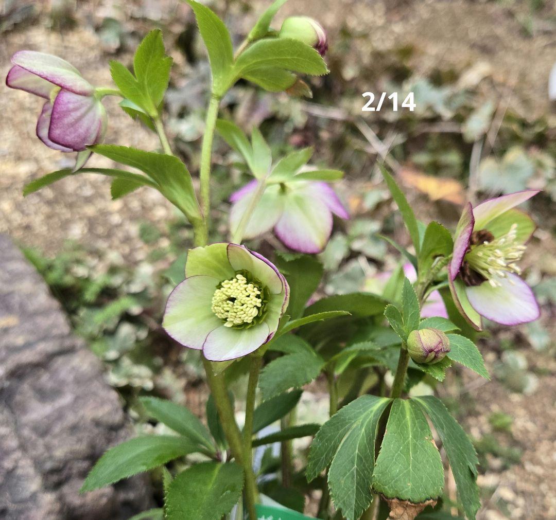 クリスマスローズ　ムルチ系ヒデコートhyb 大木ナーセリー