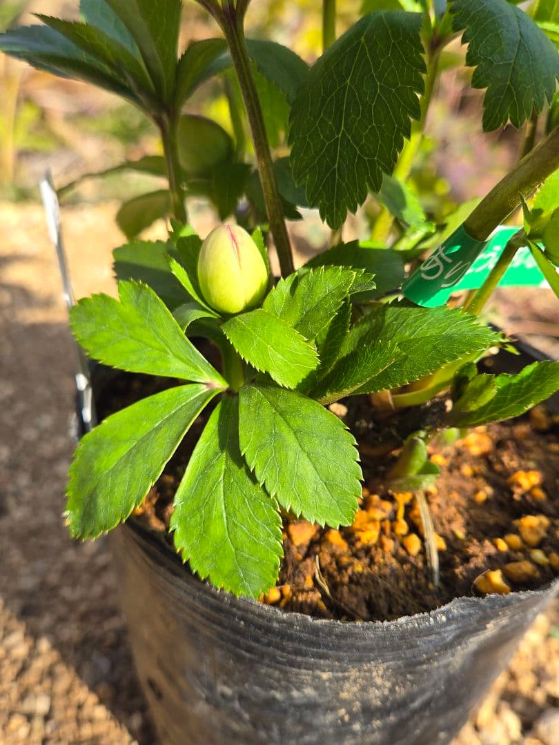 クリスマスローズ　ムルチ系ヒデコートhyb 大木ナーセリー