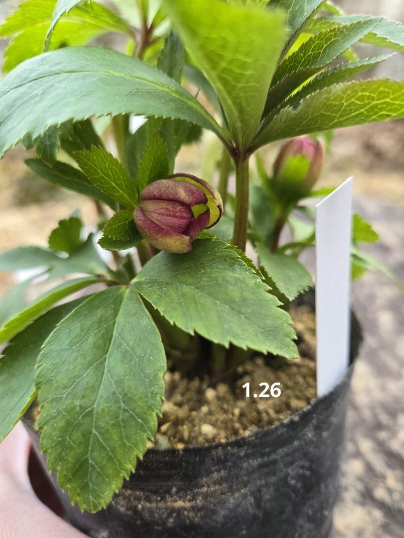 クリスマスローズ　ムルチ系ヒデコートhyb 大木ナーセリー