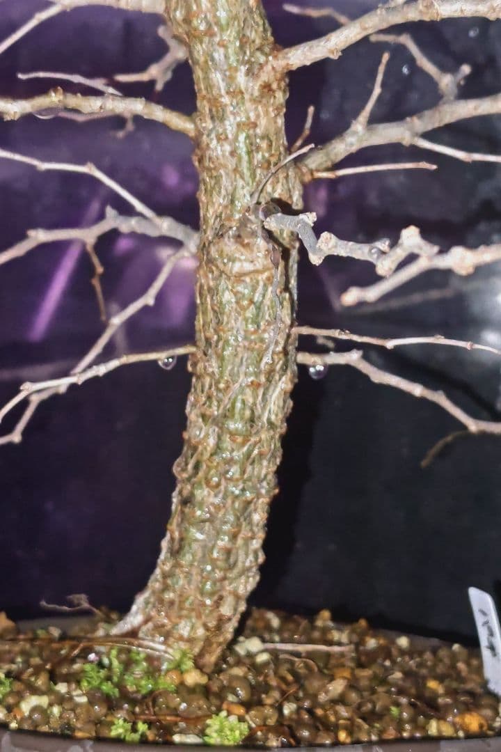 オペルクリカリア・パキプス実生6年株