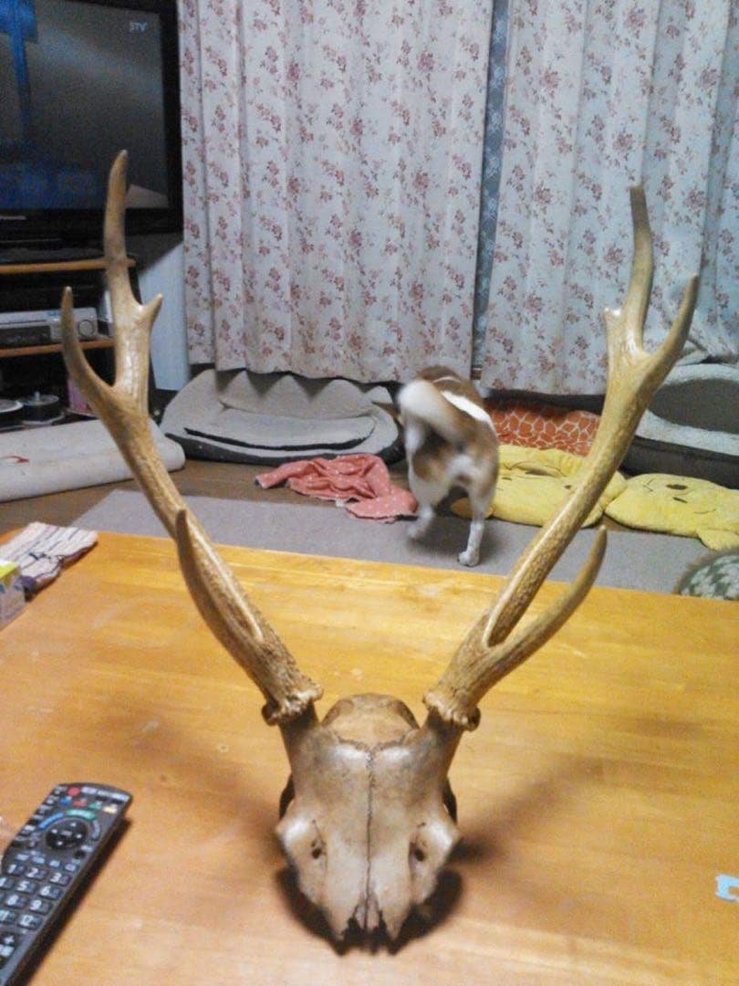 エゾ鹿の角頭蓋骨付き　魔除け　スケルトン