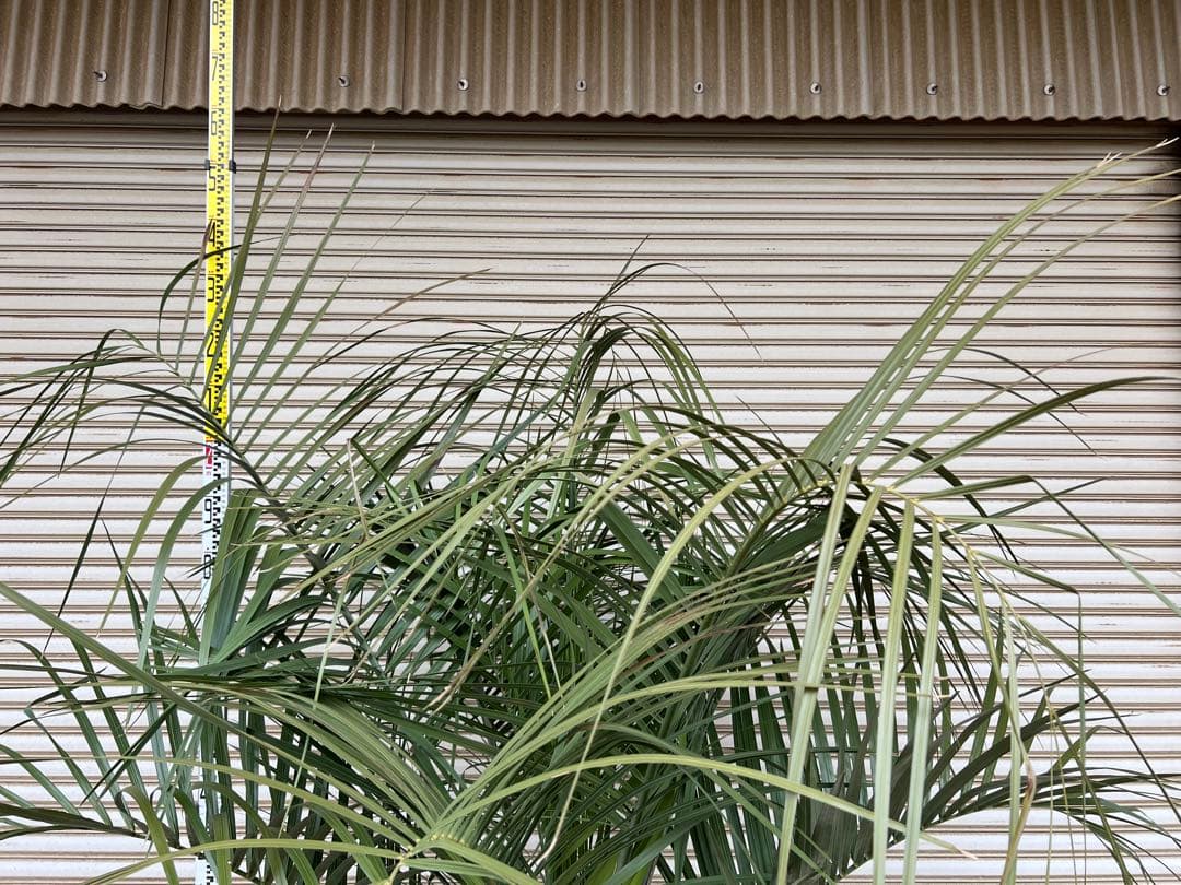 送料込み　ココスヤシ 　サイズ大　形状良 幹極太　シルバーリーフ　庭木 現品