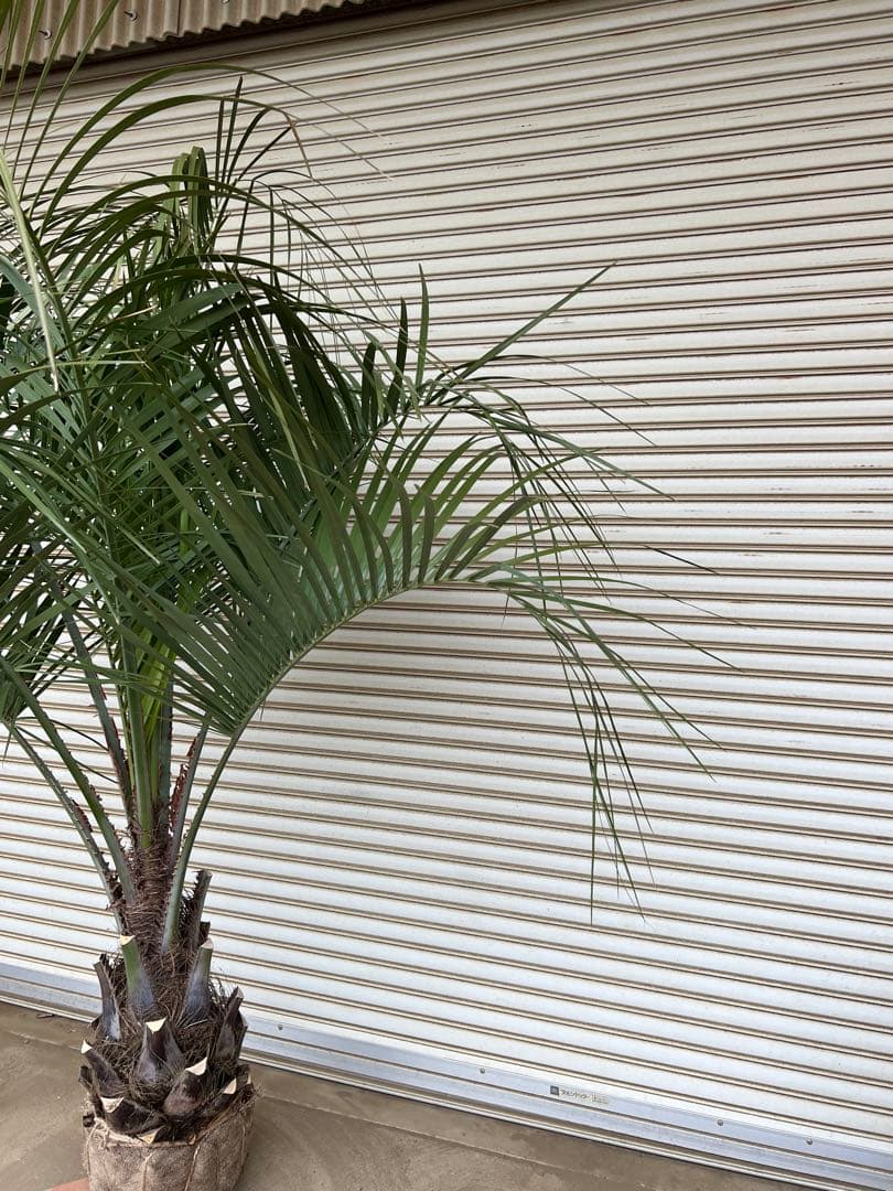 送料込み　ココスヤシ 　サイズ大　形状良 幹極太　シルバーリーフ　庭木 現品