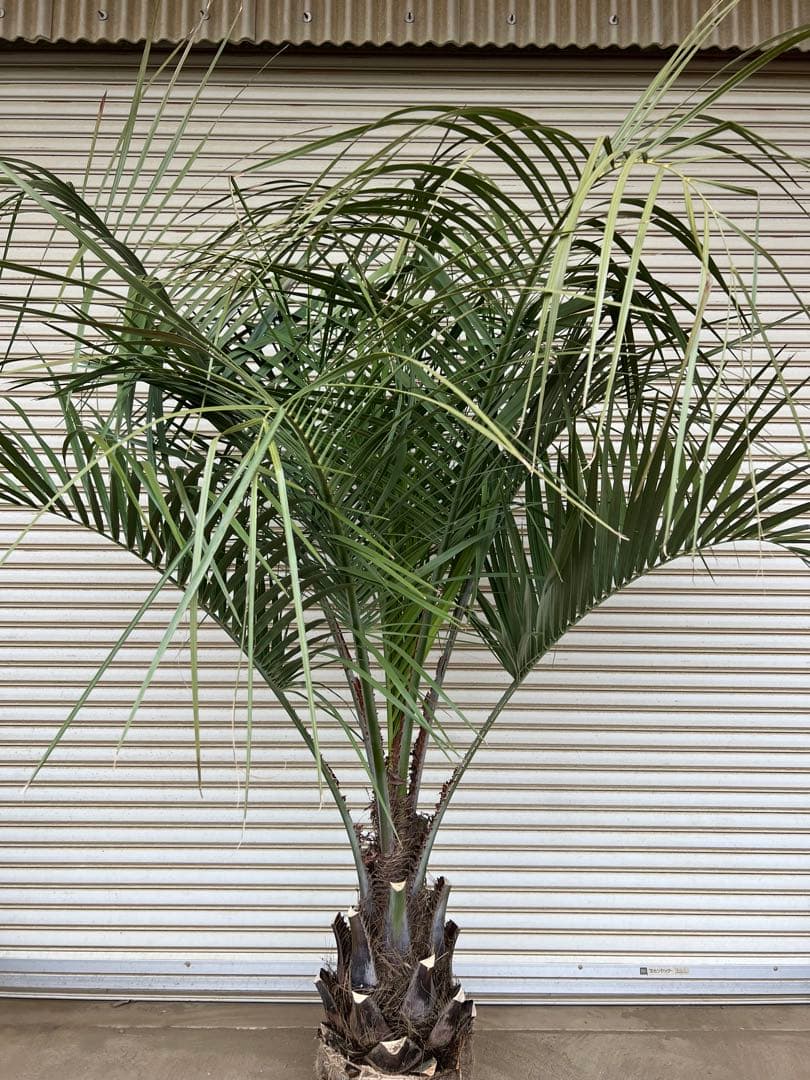 送料込み　ココスヤシ 　サイズ大　形状良 幹極太　シルバーリーフ　庭木 現品