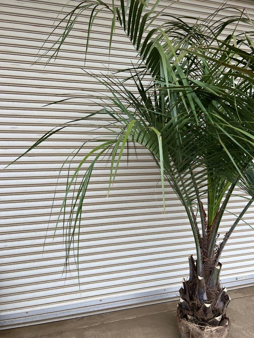 送料込み　ココスヤシ 　サイズ大　形状良 幹極太　シルバーリーフ　庭木 現品