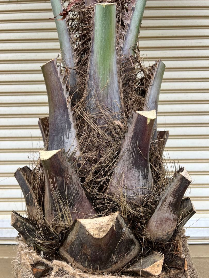 送料込み　ココスヤシ 　サイズ大　形状良 幹極太　シルバーリーフ　庭木 現品