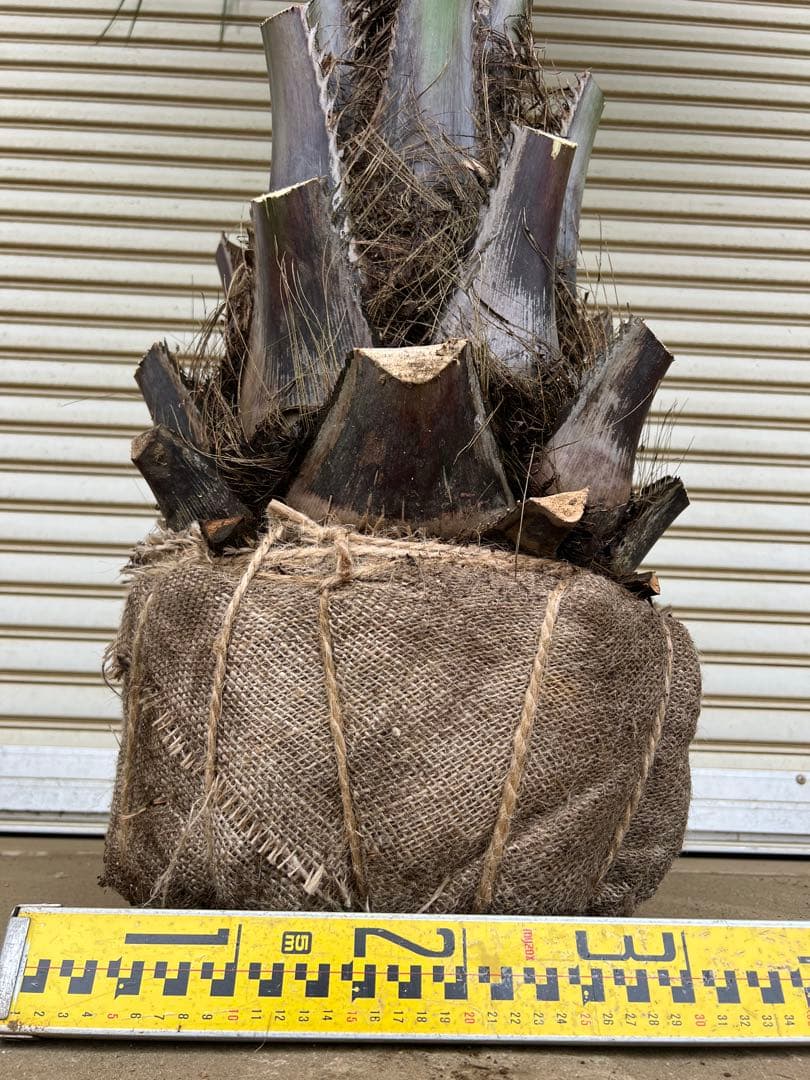 送料込み　ココスヤシ 　サイズ大　形状良 幹極太　シルバーリーフ　庭木 現品