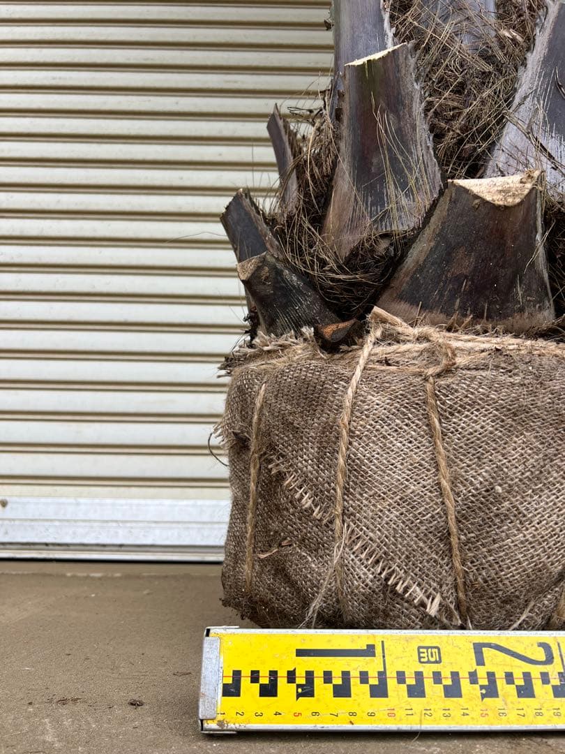 送料込み　ココスヤシ 　サイズ大　形状良 幹極太　シルバーリーフ　庭木 現品