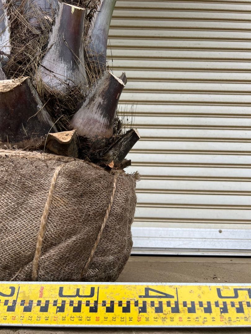 送料込み　ココスヤシ 　サイズ大　形状良 幹極太　シルバーリーフ　庭木 現品