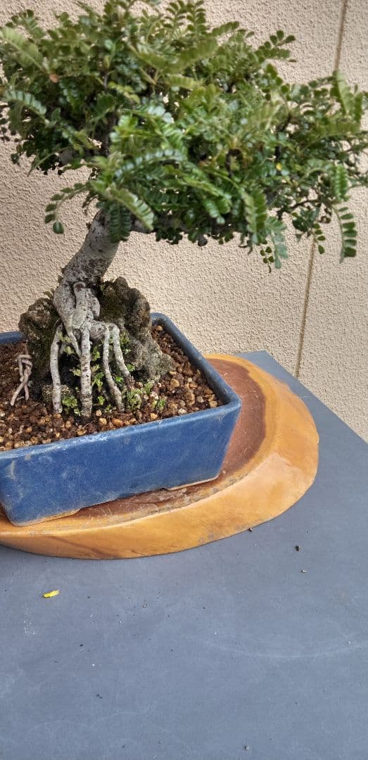 小品盆栽イソザンシヨオ