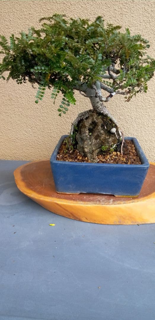 小品盆栽イソザンシヨオ