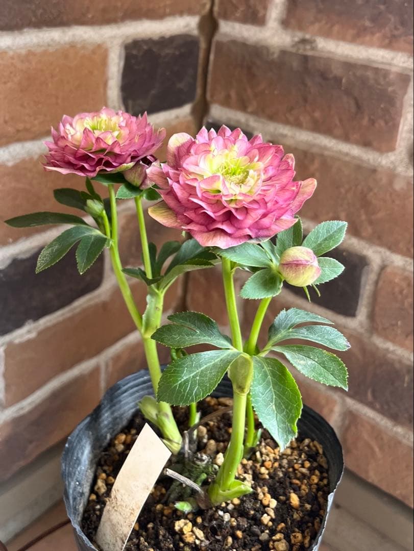 クリスマスローズ　加藤農園　開花株