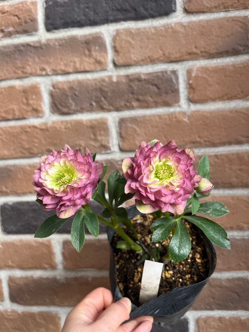 クリスマスローズ　加藤農園　開花株