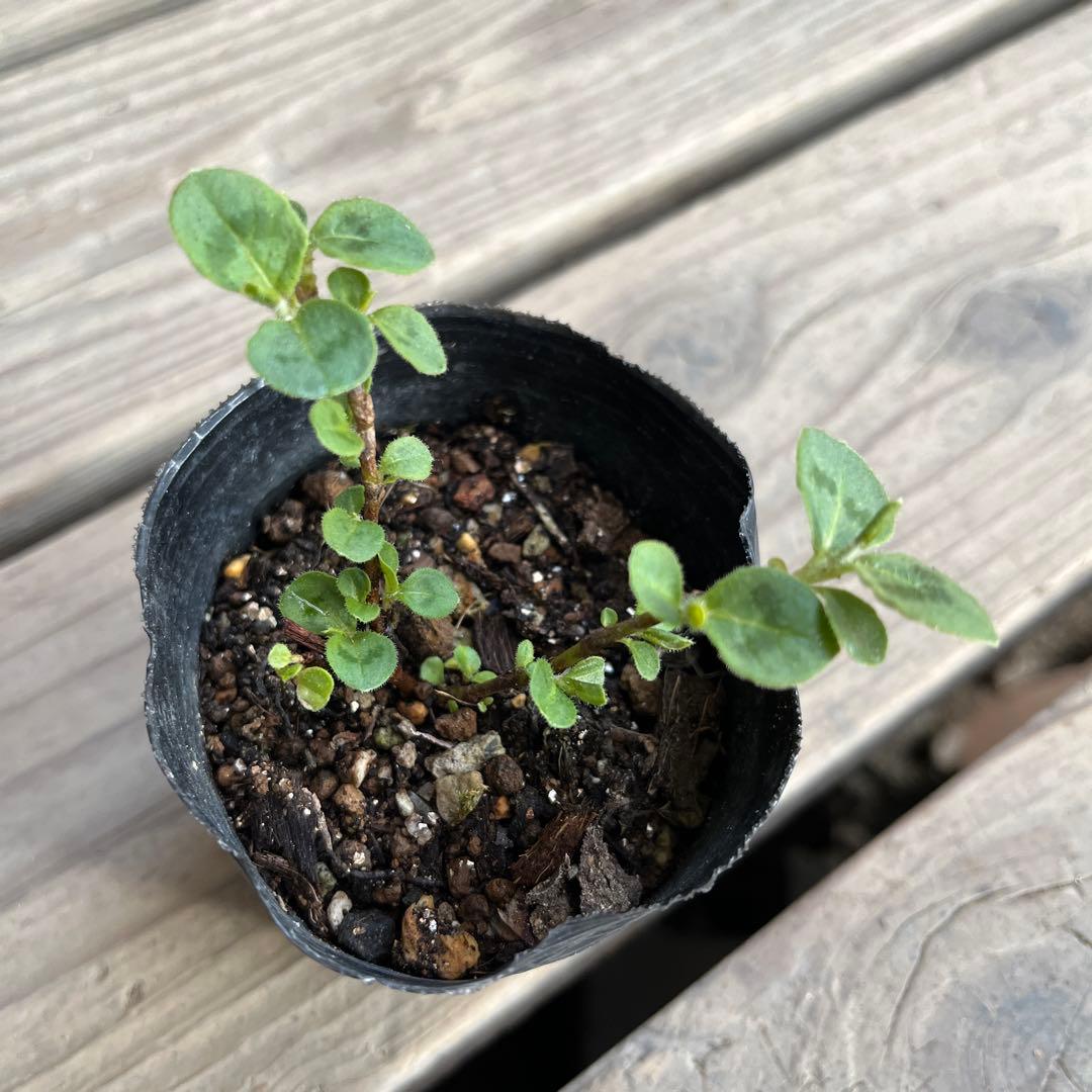 J⭐︎ポット発送⭐︎ポリゴナム 白花　ヒメツルソバ　寄せ植え　地植えどんどん増える
