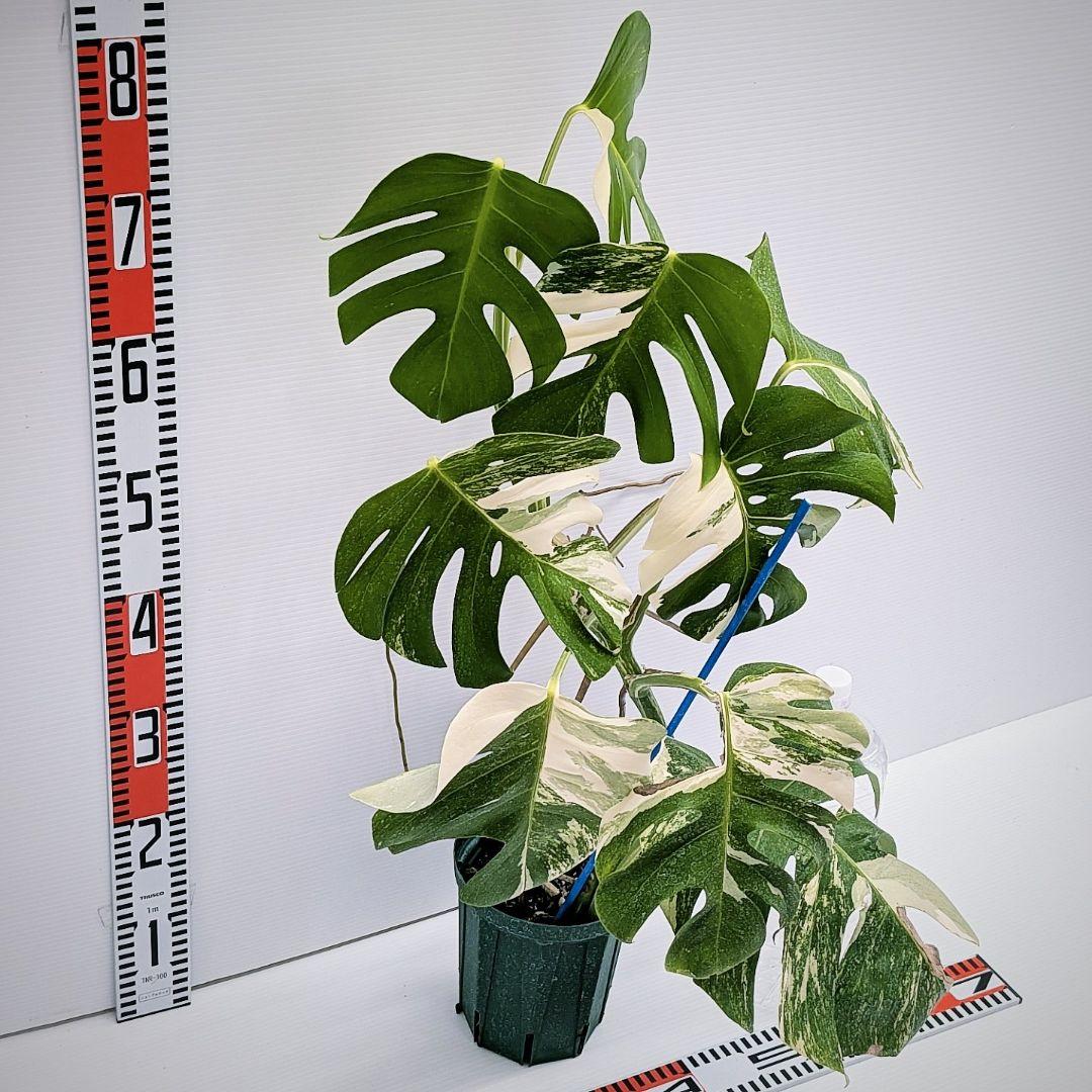 ニ*ニ様 斑入りモンステラ　ボルシギアナ　ホワイトタイガー　発根済　鉢植え　No