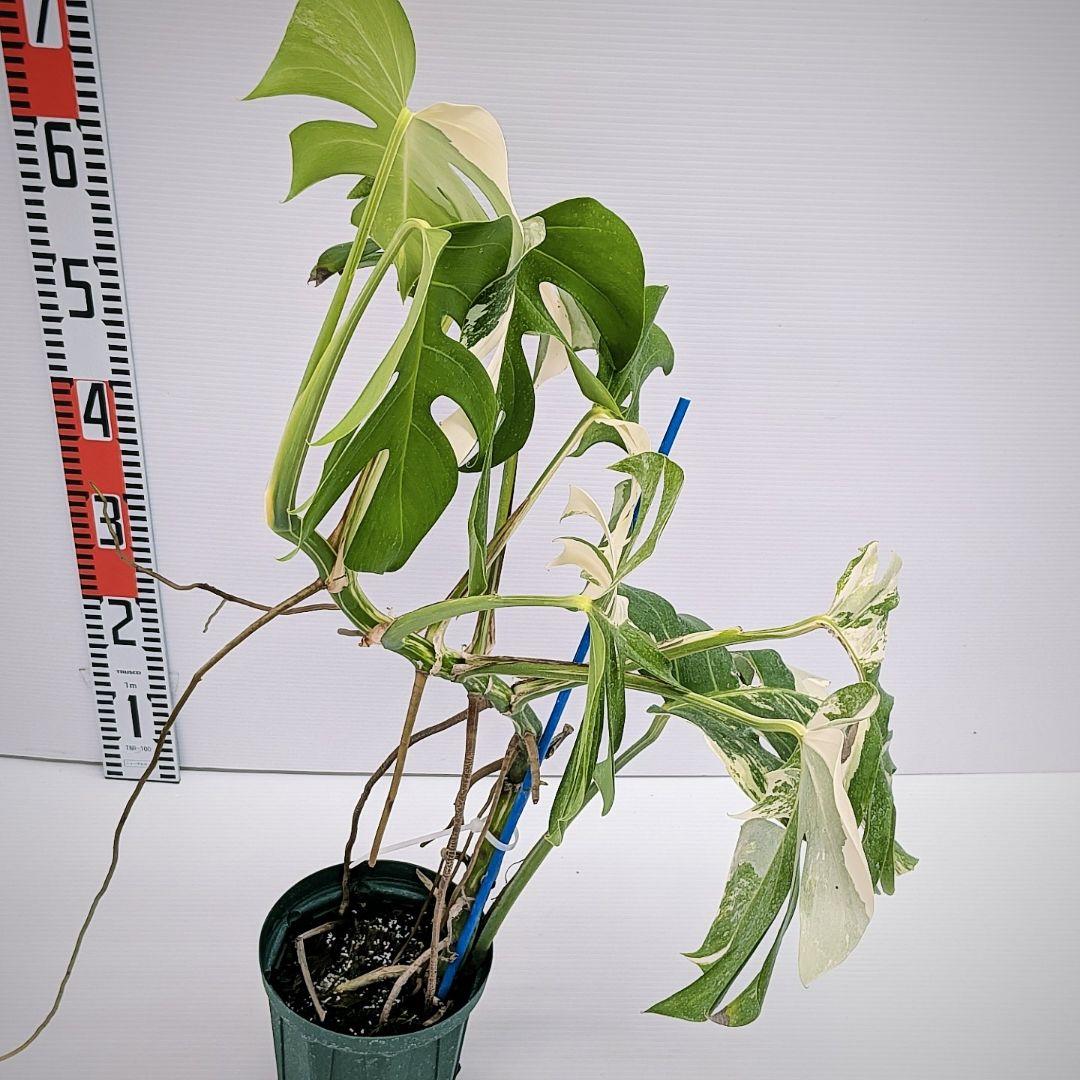 ニ*ニ様 斑入りモンステラ　ボルシギアナ　ホワイトタイガー　発根済　鉢植え　No