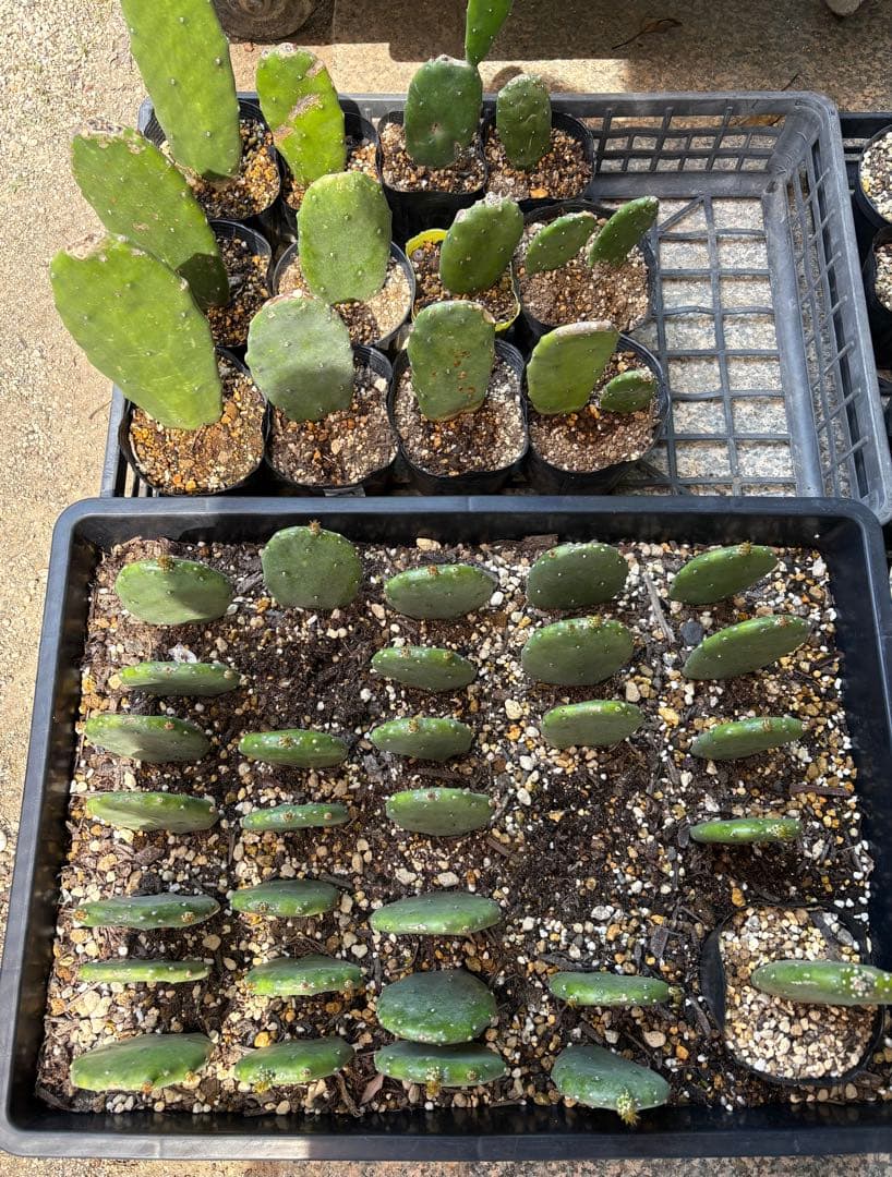 専用　うちわサボテン　ノパル　食用サボテン