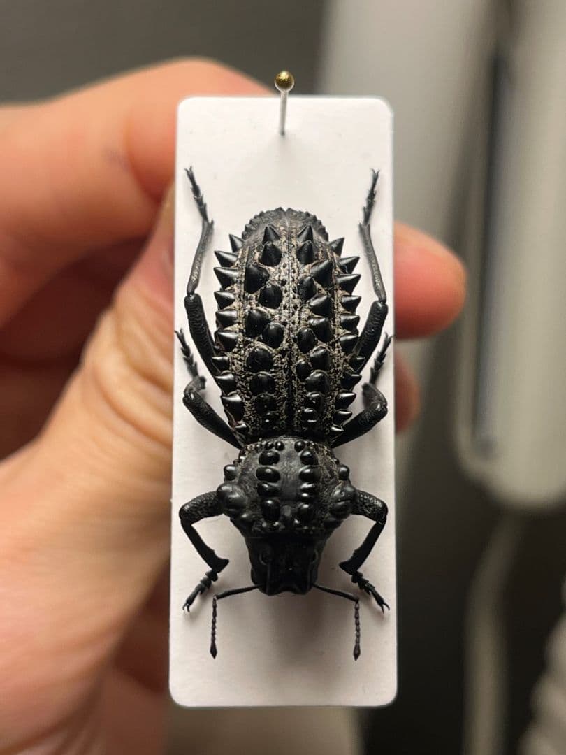 【属内最高峰】トゲトゲヘンテコゾウムシ Gagatophorus 標本甲虫