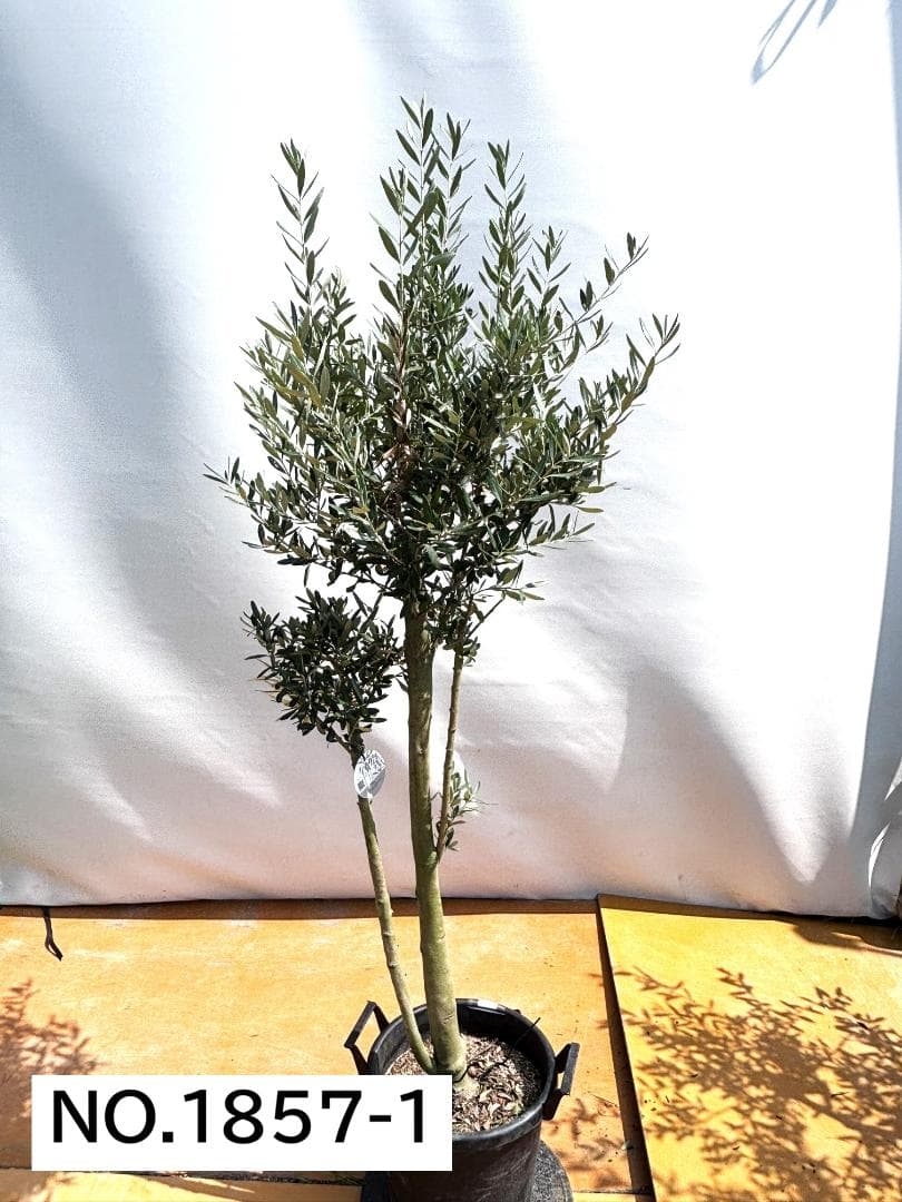 オリーブの木　シプレシーノ　約190cm　NO.1857　大型　現品掲載　古木