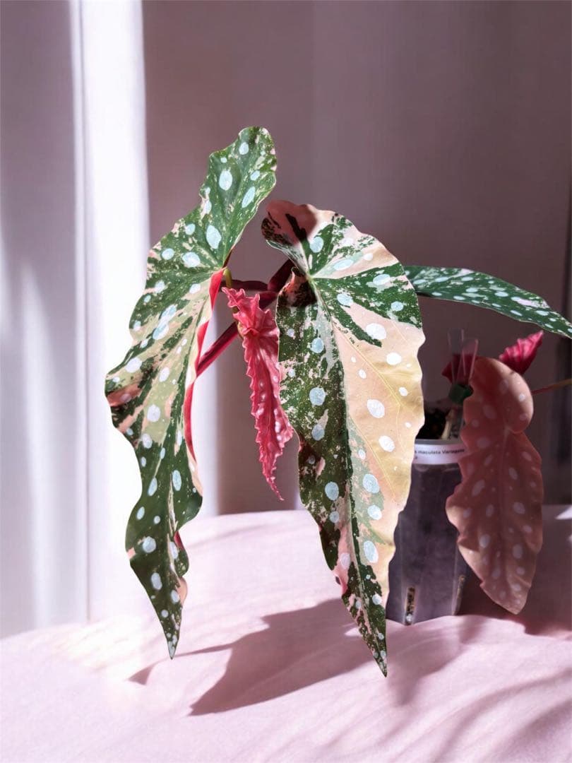 ゆ*ぅ様 ベゴニア マクラータ斑入り　ピンク斑入り