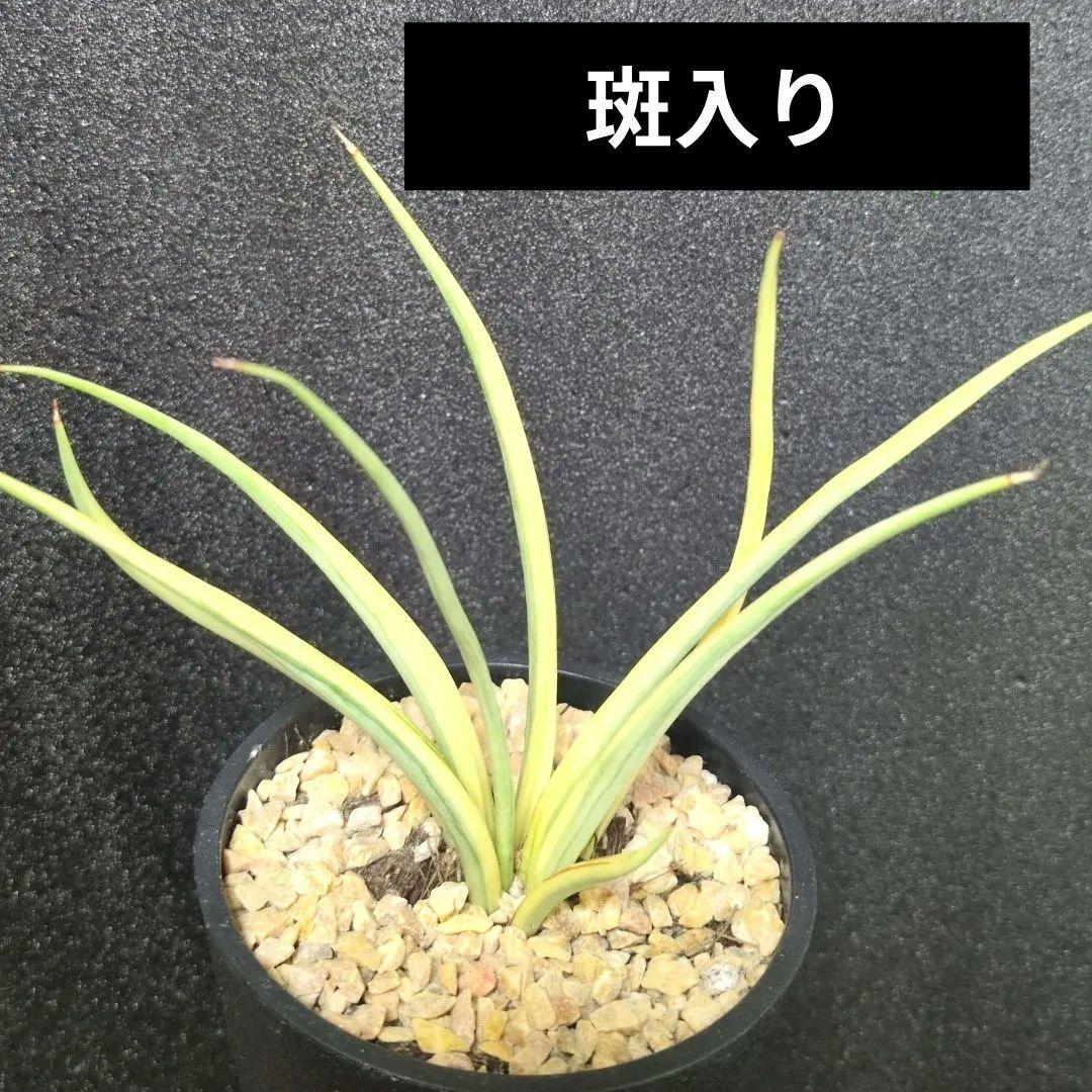 マ*タ様 ① 【超希少】 ダンシングドラゴン錦　斑入り　サンスベリア　ロリダ　サ