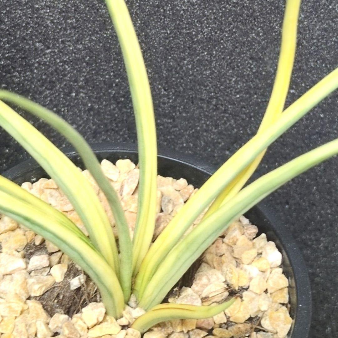 マ*タ様 ① 【超希少】 ダンシングドラゴン錦　斑入り　サンスベリア　ロリダ　サ