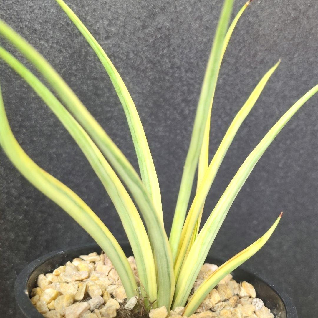 マ*タ様 ① 【超希少】 ダンシングドラゴン錦　斑入り　サンスベリア　ロリダ　サ