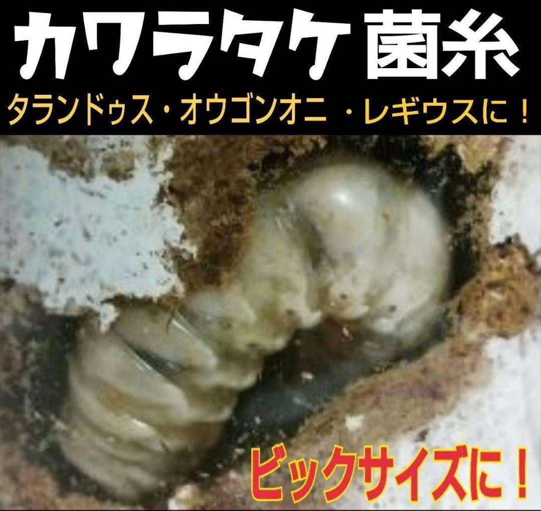 極上！カワラタケ菌糸瓶【8本】特殊アミノ酸強化配合！クワガタ幼虫全般に使えます！