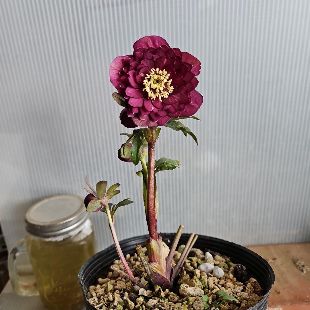 ㉖-450クリスマスローズ