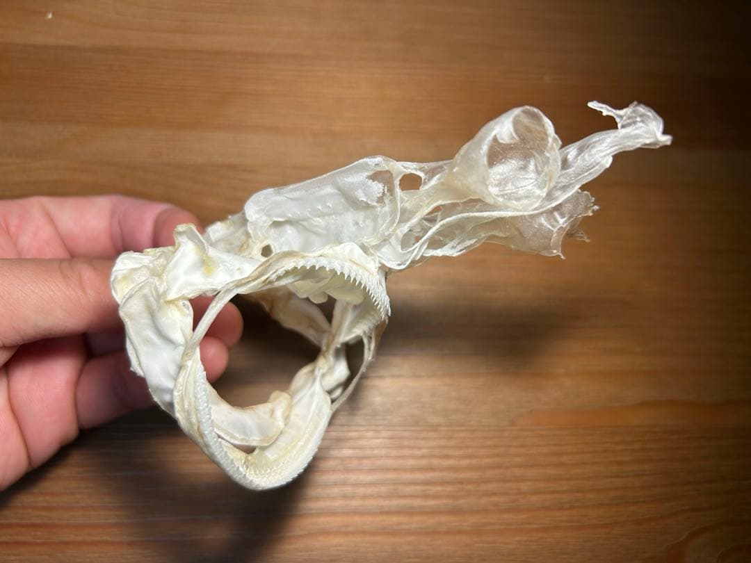 サガミザメの頭骨標本(サメ骨格)