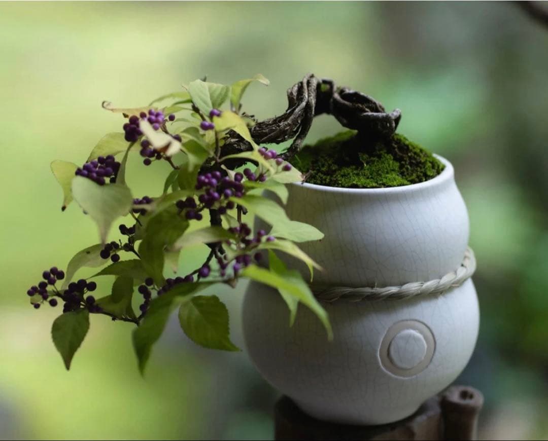 大人気 QUTOTEN. クトウテン 㘴 SOZORO ソゾロ 鉢 盆器 白