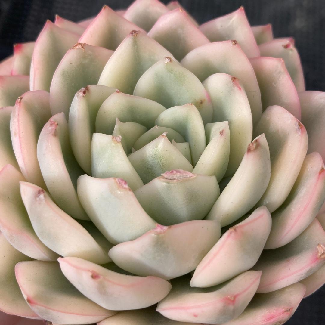 エケベリア　韓国苗　大苗　ムーンフェアリー錦　多肉植物　ポコ多肉