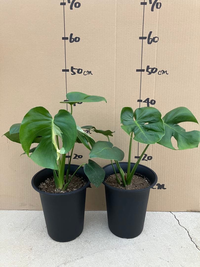 モンステラ　デリシオーサ実生株　斑入り　変異株　2鉢セット