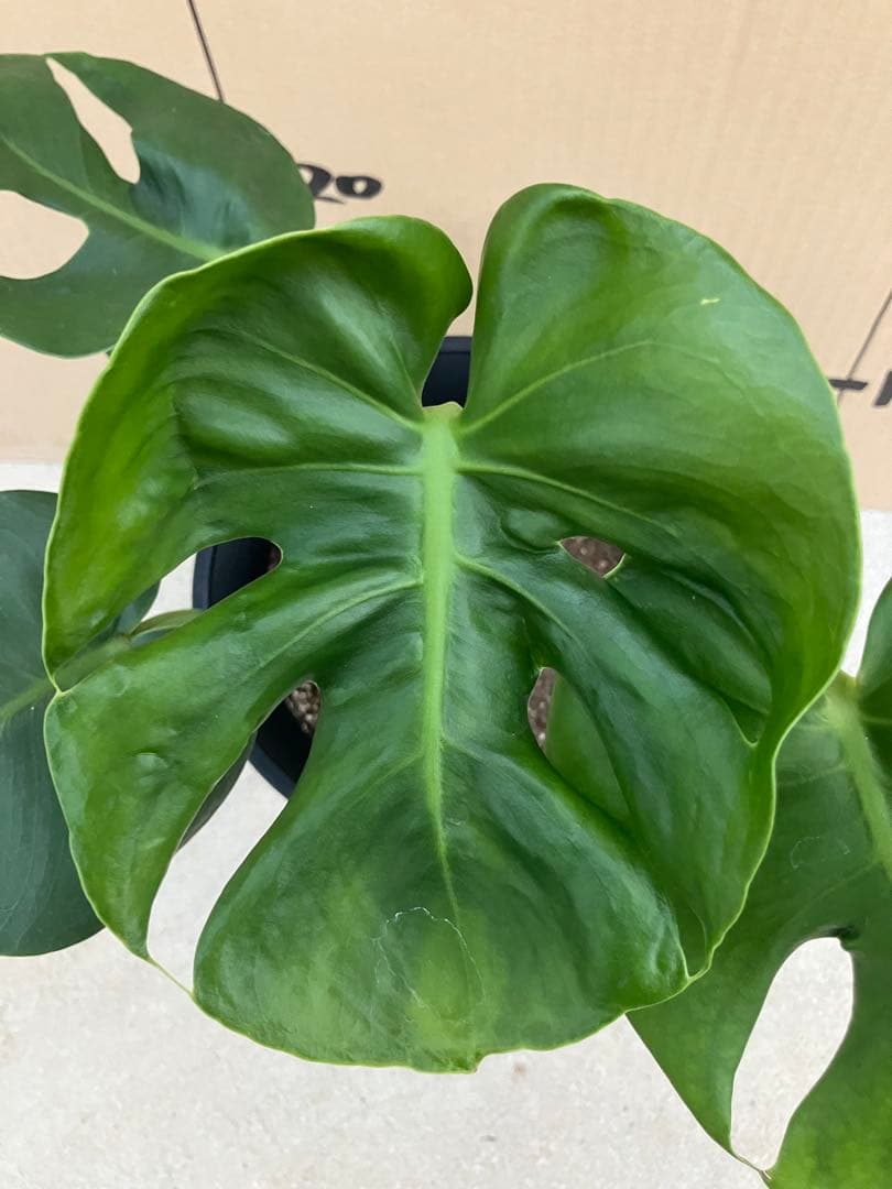 モンステラ　デリシオーサ実生株　斑入り　変異株　2鉢セット