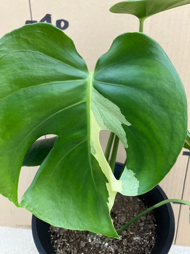 モンステラ　デリシオーサ実生株　斑入り　変異株　2鉢セット
