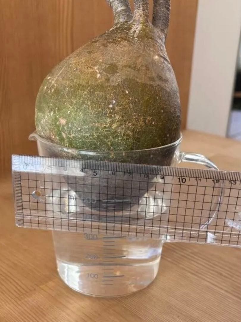 グラキリス　ベアルート