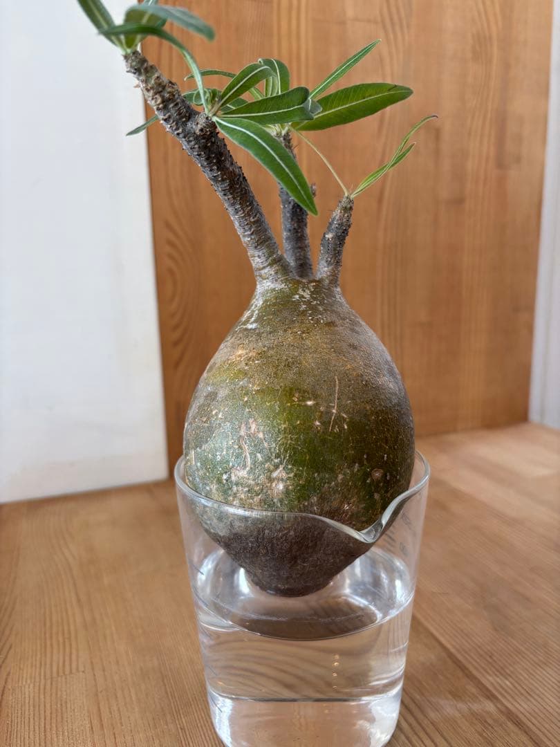 グラキリス　ベアルート