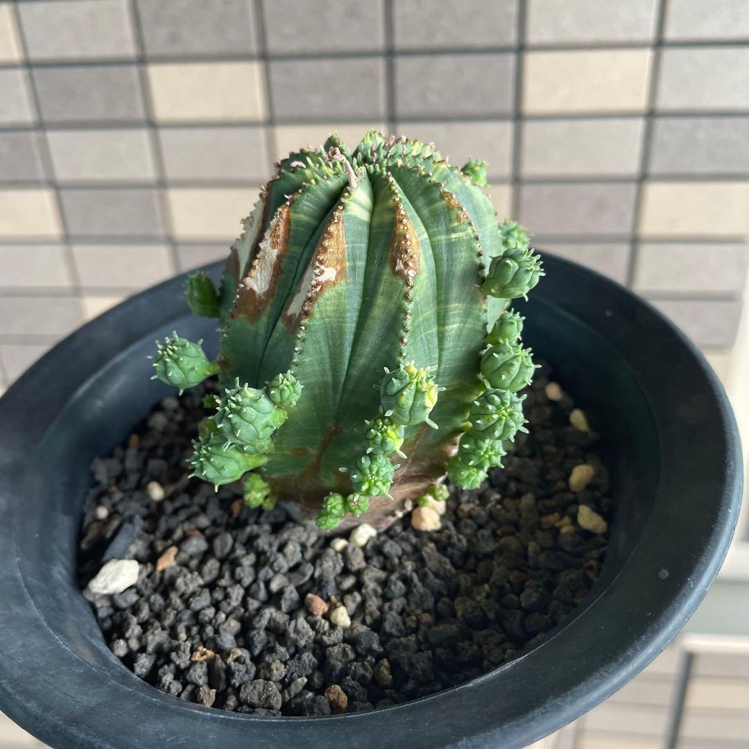 ユーフォルビア　オベサ　オベサ梵天　錦