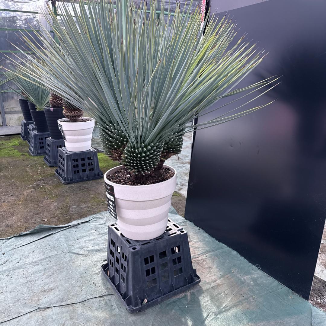 【AL-F1160】ユッカ　ロストラータ　超希少トリプルヘッド　極太