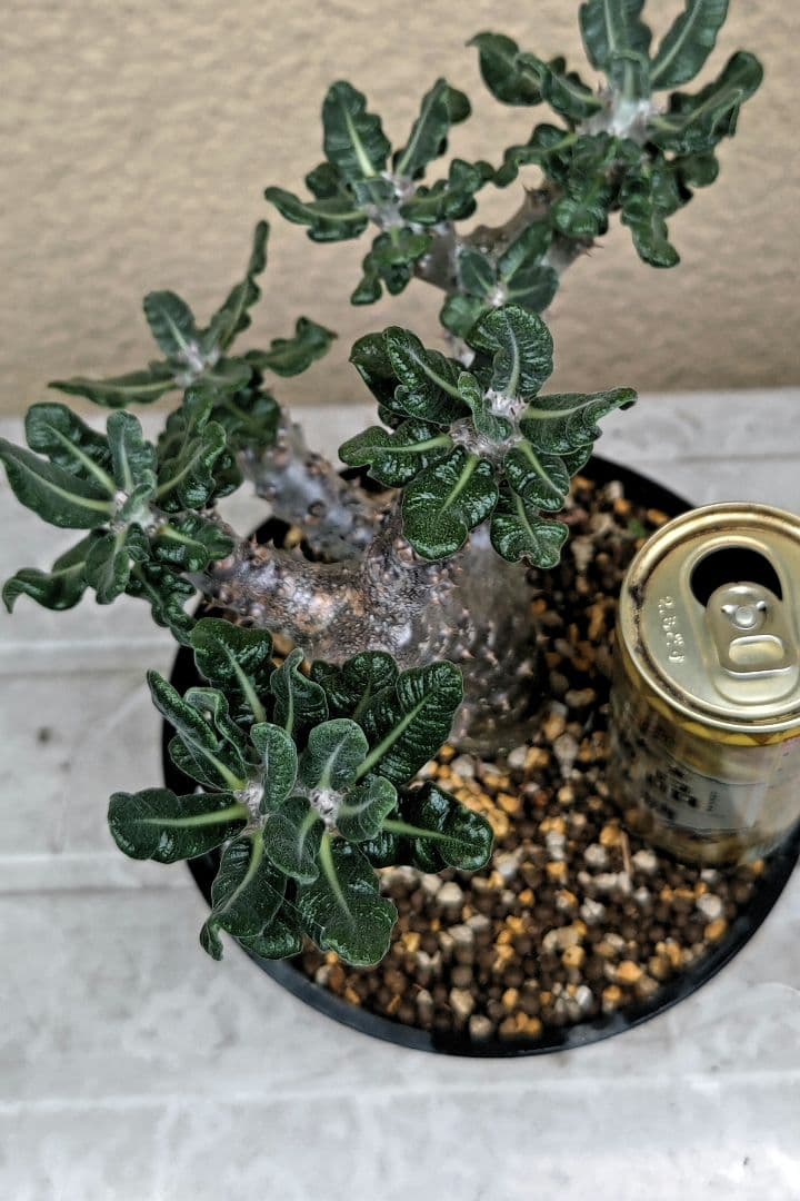 パキポディウムタッキー