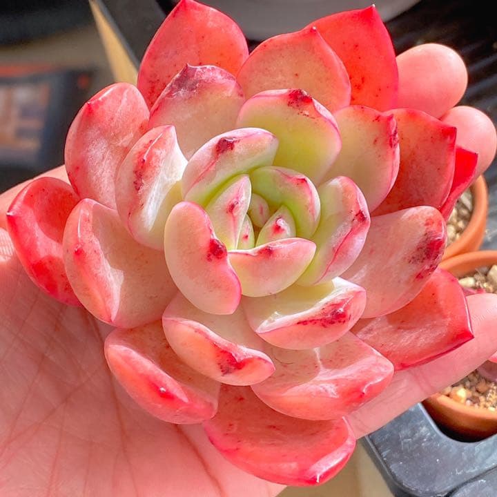 久々入荷　グラムピンク