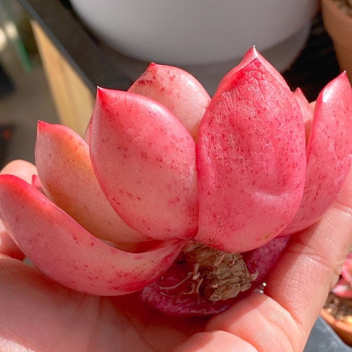 久々入荷　グラムピンク