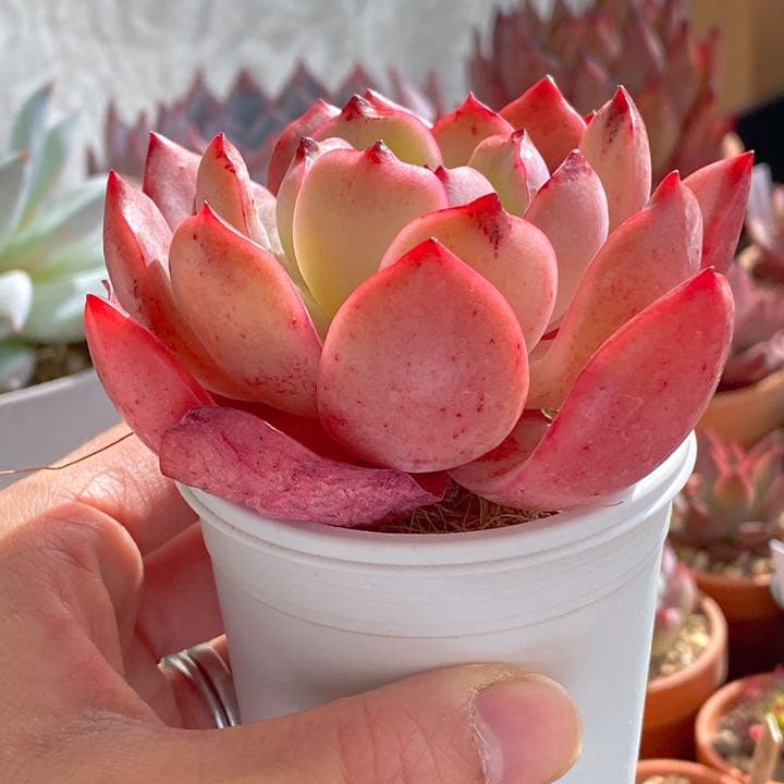 久々入荷　グラムピンク