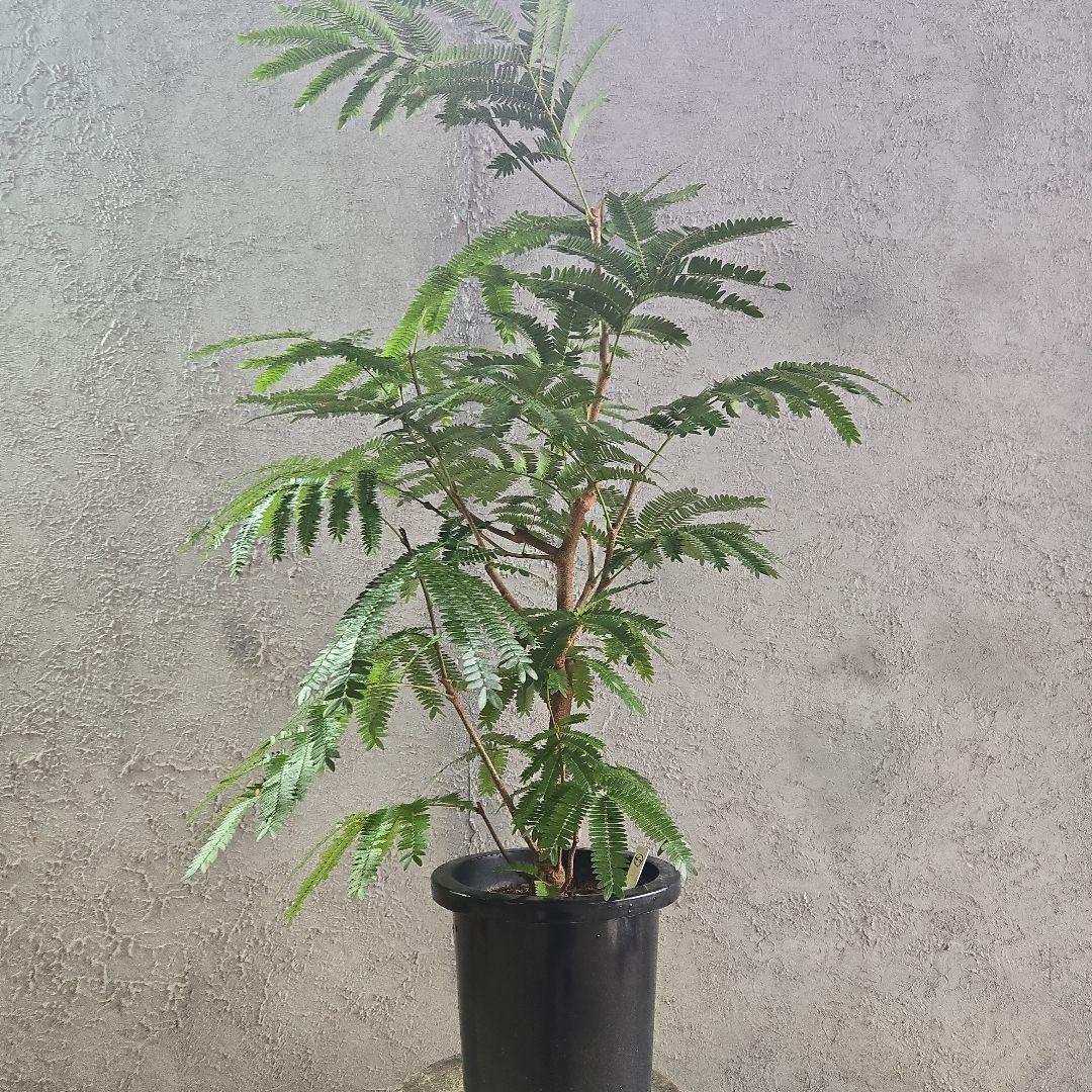 ⑤　エバーフレッシュ　8号特大苗木最高等級極上品‼️　極太