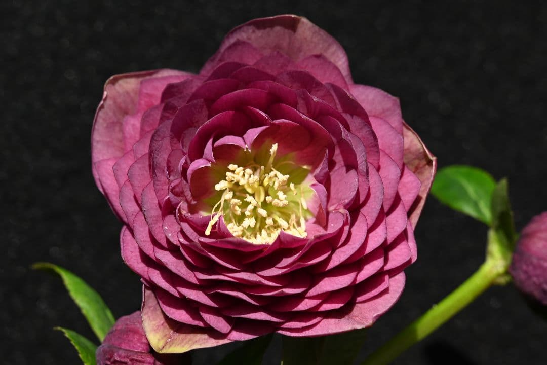 クリスマスローズ　認定アンティークアフロディーテ　加藤農園